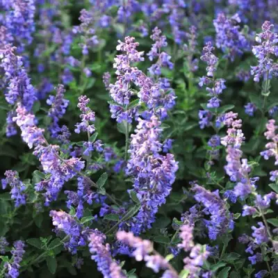 Котовник СИКС ХИЛЛС ГИАНТ в Могилёве