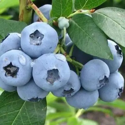 Голубика БЛЮЭТТА в Могилёве