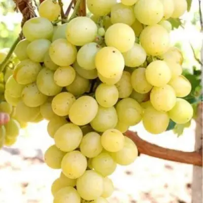 Виноград ТАЛИСМАН в Могилёве