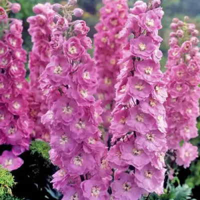 Дельфиниум ДЕЛЬФИС ПИНК ПАУЭ высокий в Могилёве