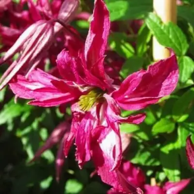 Клематис РОЗАЛИН в Могилёве