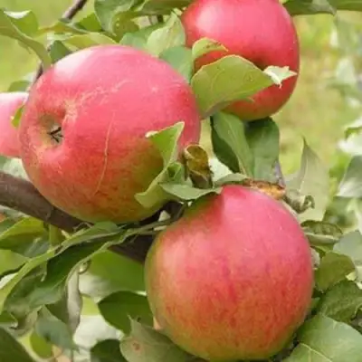 Яблоня АУКСИС в Могилёве