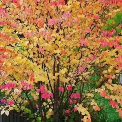 БАГРЯННИК японский в Могилёве