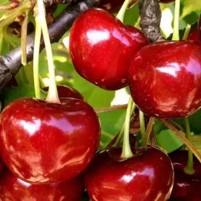 Черешня МИНЧАНКА в Могилёве