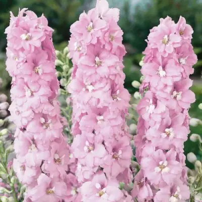 Дельфиниум ПЕТТИКОУТ гибридный в Могилёве