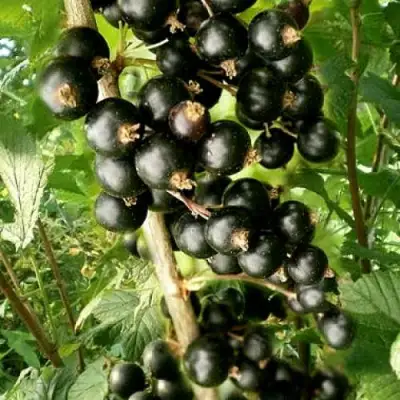 Смородина черная БЕН ТИРЕН в Могилёве