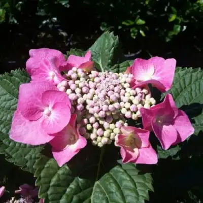 Гортензия БЛАУМАЙС (БЛАУМАЙЗЕ) крупнолистная в Могилёве