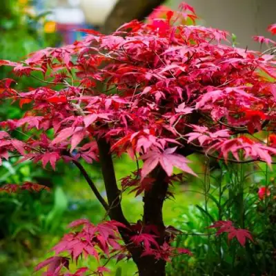 Клен дланевидный АТРОПУРПУРЕУМ в Могилёве