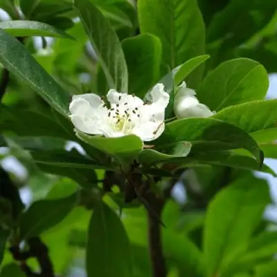 МУШМУЛА  в Могилёве