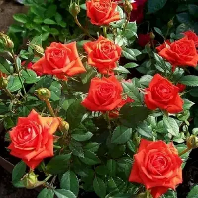 Роза ОРАНЖ ДЖЕВЕЛ миниатюрная в Могилёве