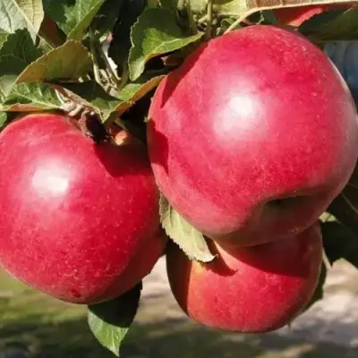 Яблоня РУБИН в Могилёве