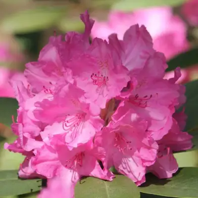 Рододендрон ЛУМИНА в Могилёве