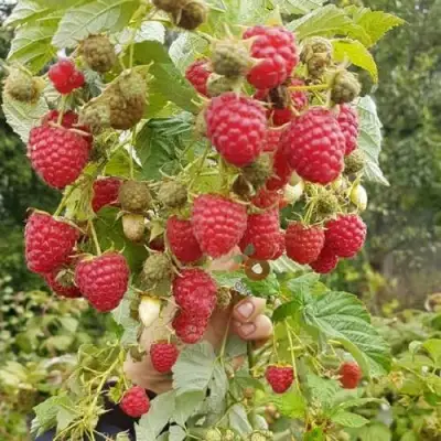 Малина ТАДМОР в Могилёве