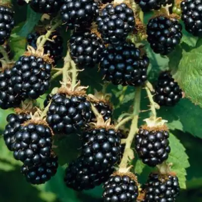 Ежевика БЛЭК САТИН бесшипная  в Могилёве