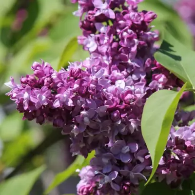 Сирень ИЗОБИЛИЕ в Могилёве