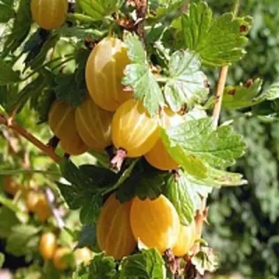 Крыжовник КУРШУ ДЗИНТАРС  в Могилёве