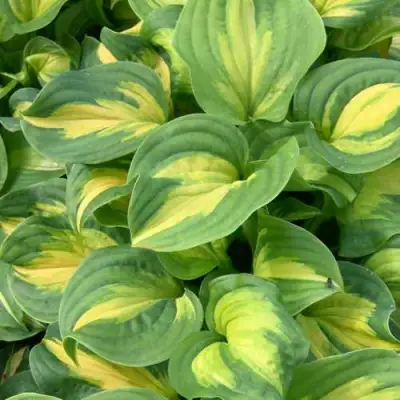 Хоста ЭМЕРАЛЬД ЧАРДЖЕР гибридная в Могилёве