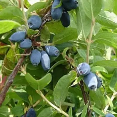 Жимолость съедобная НАРЫМСКАЯ в Могилёве