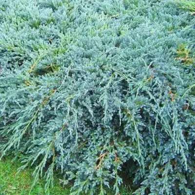 Можжевельник БЛЮ КАРПЕТ чешуйчатый в Могилёве