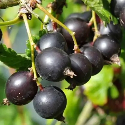 ЙОШТА в Могилёве