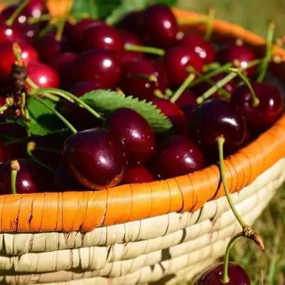 Вишня НЕСВИЖСКАЯ в Могилёве