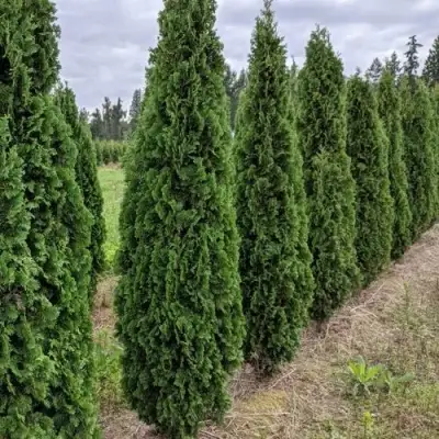 Туя ДЕГРУТ СПАЙР западная в Могилёве