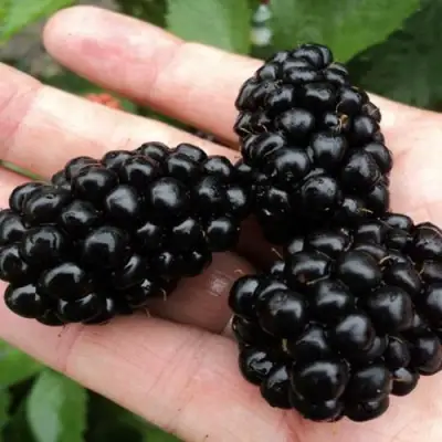 Ежевика ПОЛАР бесшипная  в Могилёве