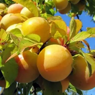 Слива МЕДОВАЯ ЖЁЛТАЯ в Могилёве