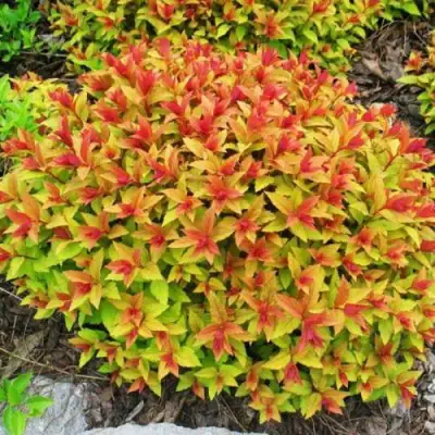 саженцы спиреи голдфлейм