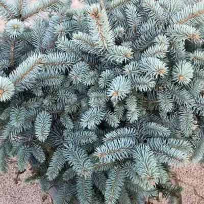 Ель ГЛАУКА колючая в Могилёве