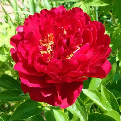Пион ХРАБРЫЙ ВОИН травянистый в Могилёве