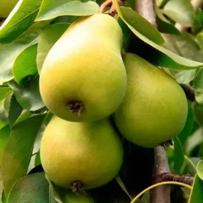 Груша НЕЖНОСТЬ колонновидная	 в Могилёве