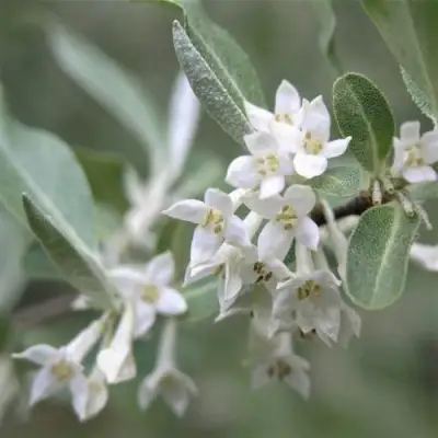 ЛОХ СЕРЕБРИСТЫЙ в Могилёве