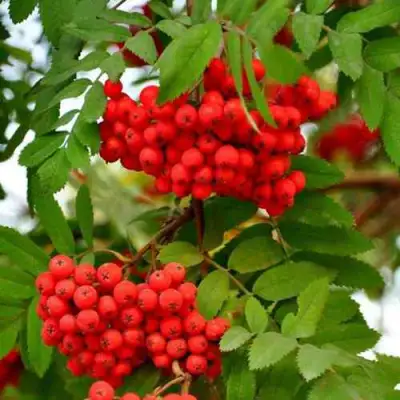 Рябина ОБЫКНОВЕННАЯ в Могилёве