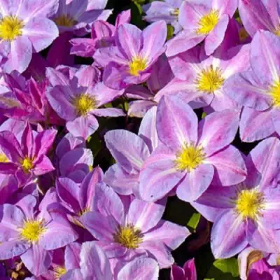 Клематис ЧЕЙНДЖ ОФ ХАРТ в Могилёве