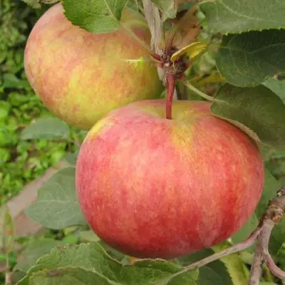 Яблоня ПЕРВОУРАЛЬСКОЕ в Могилёве