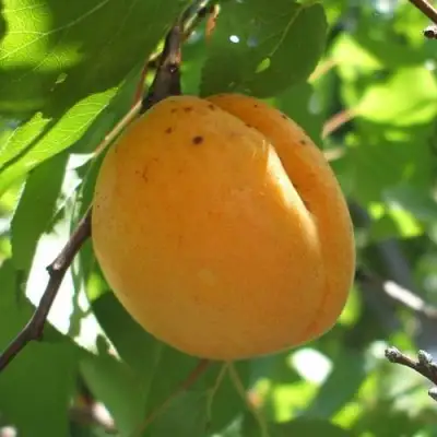 Абрикос ОРЛОВЧАНИН  в Могилёве