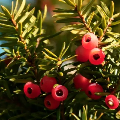 Тис ЭЛЕГАНТИССИМА ягодный в Могилёве