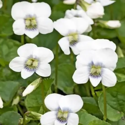 Фиалка АЛЬБИФЛОРА сестринская в Могилёве