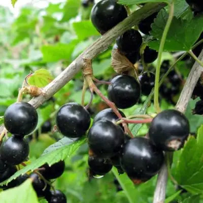 Смородина чёрная ЧЁРНЫЙ АИСТ в Могилёве