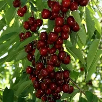 Черешня ХЕЛЕНА колоновидная в Могилёве