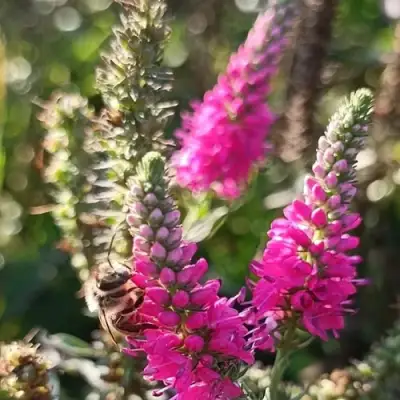 Вероника РОЗЕА колосковая в Могилёве