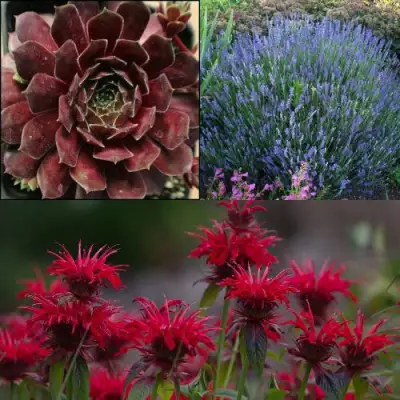 Комплект ФИОЛЕТОВОЕ ВДОХНОВЕНИЕ в Могилёве