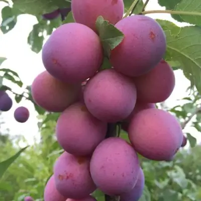 Слива ИМПЕРИАЛ колонновидная в Могилёве