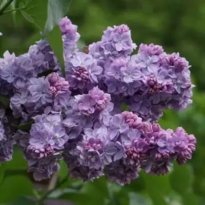 Сирень КАТЕРИНА ХАВЕМЕЙЕР в Могилёве