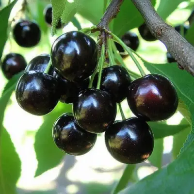 Вишня РОССОШАНСКАЯ ЧЕРНАЯ в Могилёве