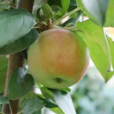 Яблоня ПОДСНЕЖНИК стелющаяся в Могилёве