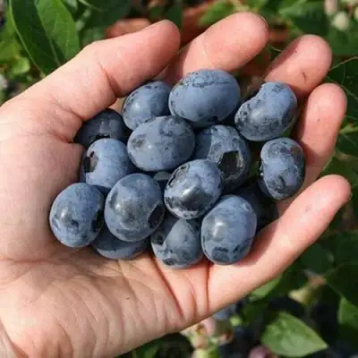 Голубика ПАТРИОТ в Могилёве