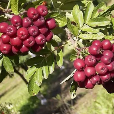 Рябина БУРКА сладкоплодная в Могилёве