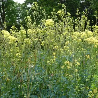Василистник ГЛАУКУМ желтый в Могилёве